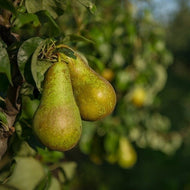 Peren sorbet